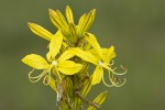 Asphodeline lutea (detail).tif