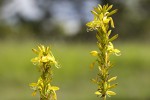 Asphodeline lutea.tif