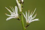 Asphodelus albus (detail).tif