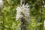 Asphodelus albus.tif