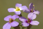 Aubrieta deltoidea.tif