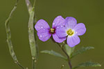 Aubrieta scardica.tif
