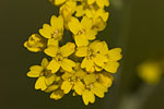 Aurinia saxatilis ssp orientalis.tif