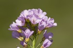Cardamine raphanifolia ssp acris.tif