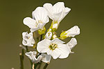 Cardamine raphanifolia ssp barbareoides.tif