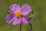 Cistus creticus.tif