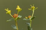 Euphorbia glabriflora.tif