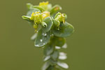 Euphorbia herniariifolia.tif