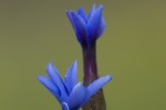 Gentiana verna ssp balcanica.tif