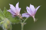 Geranium aristatum.tif