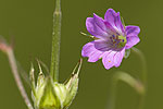 Geranium columbinum.tif