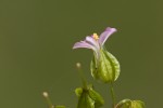 Geranium lucidum.tif