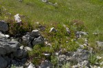 Geranium macrorrhizum (form).tif