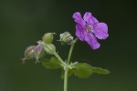 Geranium macrorrhizum.tif