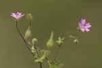 Geranium molle.tif