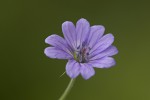 Geranium pyrenaicum.tif