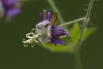 Geranium reflexum.tif