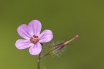 Geranium robertianum.tif