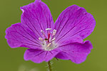 Geranium sanguineum.tif