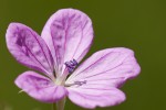 Geranium sylvaticum.tif