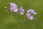 Geranium tuberosum.tif