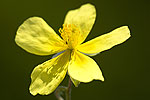 Helianthemum canum.tif