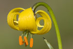 Lilium carniolicum ssp albanicum.tif