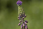 Muscari comosum.tif