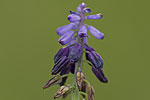 Muscari neglectum.tif