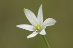 Ornithogalum divergens.tif