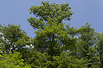 Quercus cerris (form) 02.tif