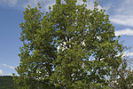 Quercus petraea (form).tif