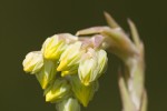 Sedum amplexicaule ssp tenuifolium.tif