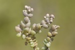 Sedum dasyphyllum.tif