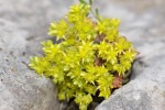 Sedum grisebachii.tif