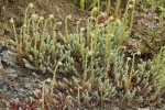 Sedum ochroleucum.tif