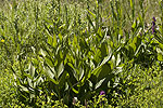 Veratum album (form).tif