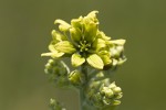 Veratum album.tif