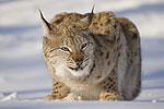 Lynx lynx (Λύγκας)