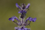 Ajuga reptans.tif