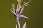 Ασύνευμα το λεμονόφυλλο (Asyneuma limonifolium)