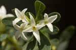 Thymelaeaceae (Θυμελαιίδες)