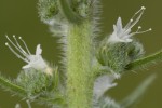 Έχιο το ιταλικό (Echium italicum)<span class=\'common_name\'>, μανούνι, κορθόγκλι, ορμίλια</span>