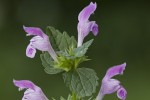 Lamium garganicum.tif