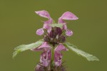 Lamium maculatum.tif