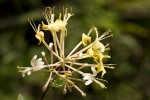 Lonicera implexa.tif