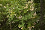 Lonicera periclymenum (form).tif