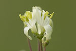 Lonicera xylosteum.tif