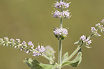 Mentha longifolia.tif