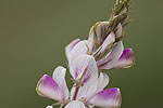 Ονοβρυχίς η λευκή υποείδος σκαρδική (Onobrychis montana ssp. scardica)